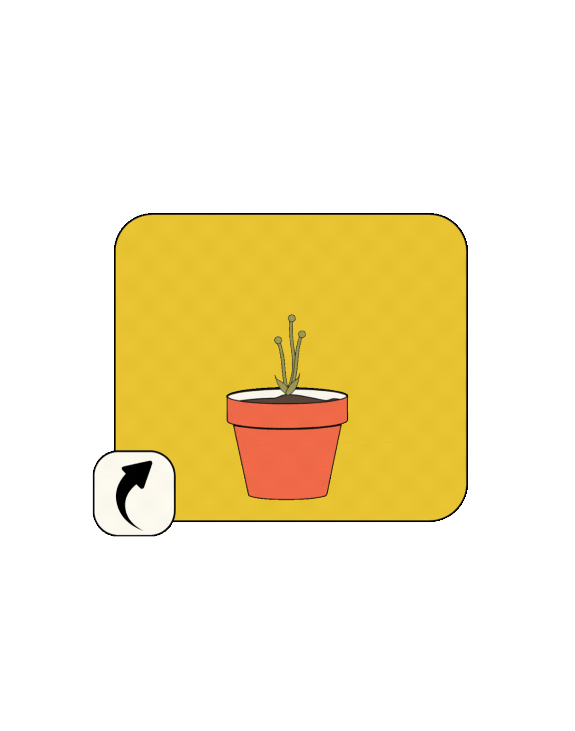 Bloom Growth Pack